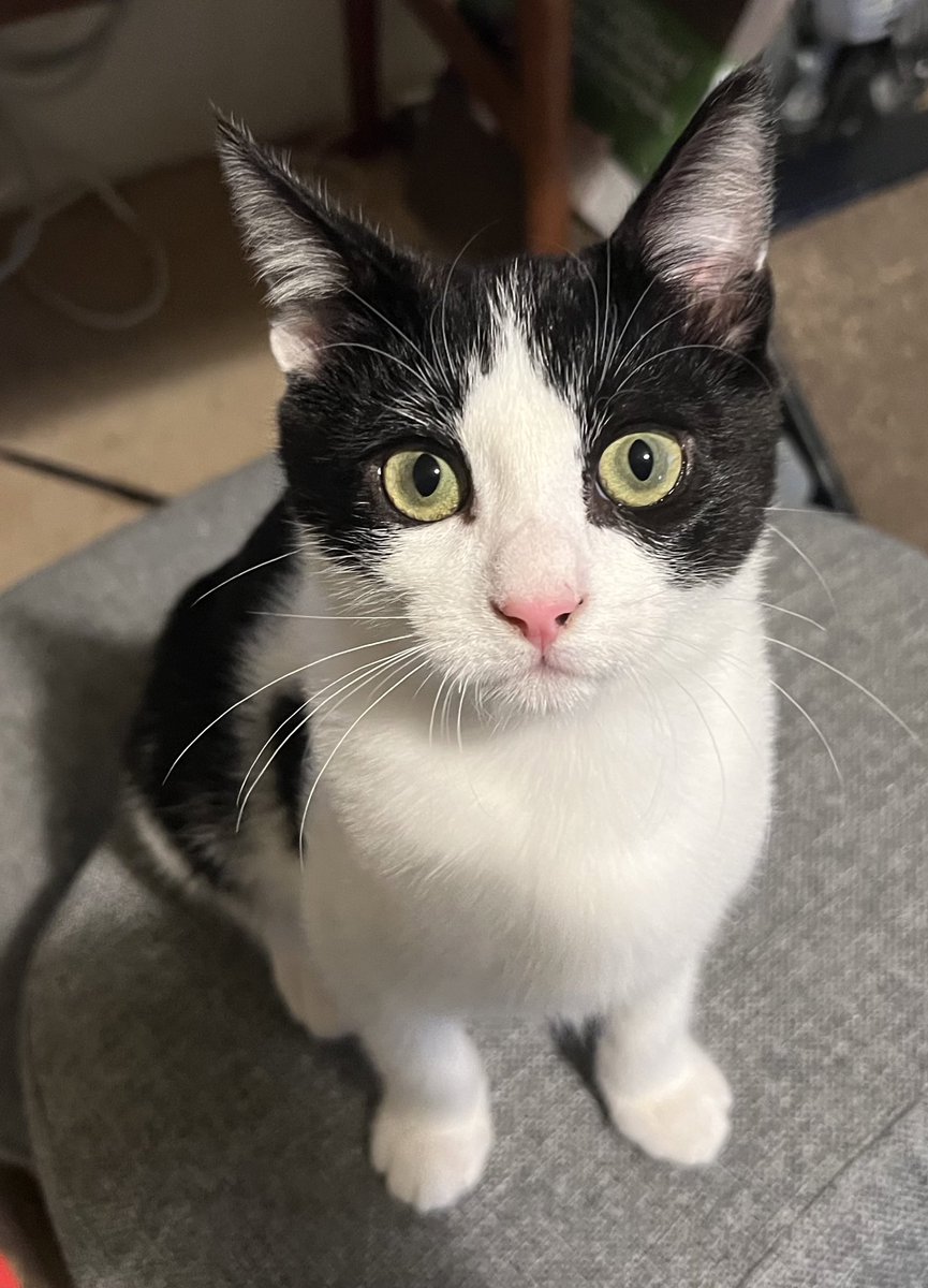 debaoki's tweet photo. This is Sunny — he’s Franky’s brother. Tho these two kitties of mine are more like Zoro (franky likes to play) and Sanji (sunny is food motivated), it didnt quite roll off the tongue.
Sunny is loud and demanding, especially at 5 am, but is a lap cat cuddlebug too. #onepiecepets https://t.co/IzTPnjA17u