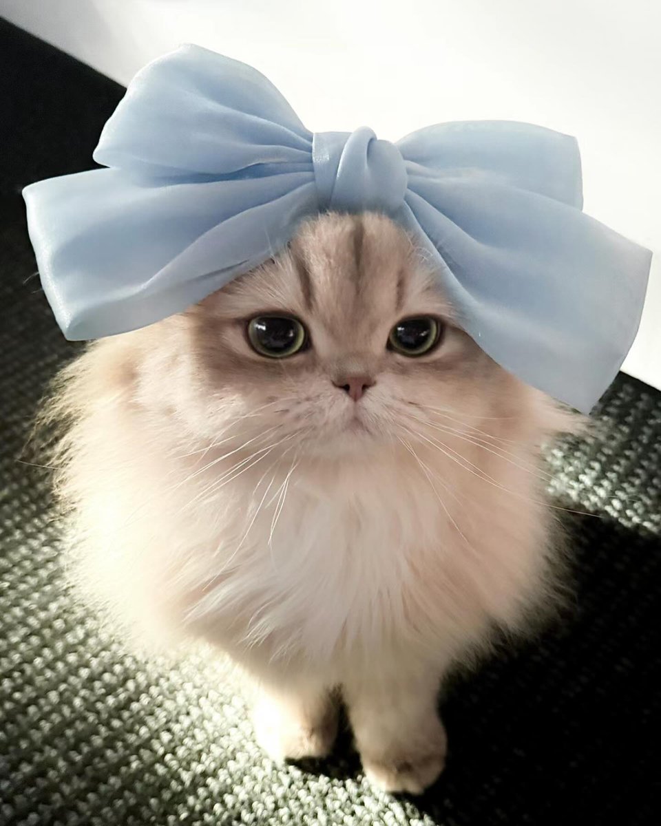cutest cats tweet media