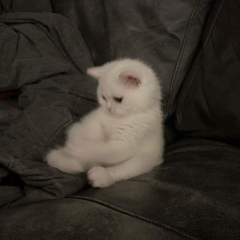 cutest cats tweet media