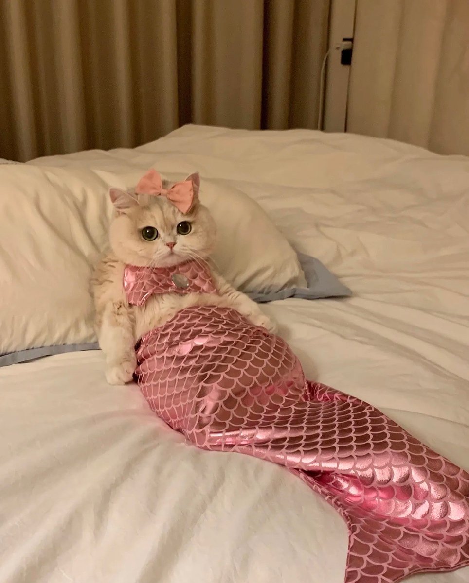 cutest cats tweet media