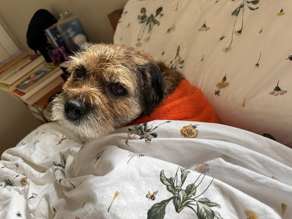 MossTheBT's tweet image. *Nursing ears* #BIGHELP 😂