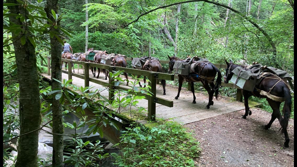 MoCoFireWire's tweet photo. With a vast majority of roads in North Carolina impassible by vehicle. How do you travel or transport goods? Mountain Mule Packer Ranch has a solution. This dedicated team and their trusty mules are the answers to lots of peoples prayers. They are delivering food, water, medicine, and other essential goods to families that have no where to go and no means of travel. 

We continue to pray for everyone that is being affected by this disaster and those who are volunteering their lives to help those in need ♥️