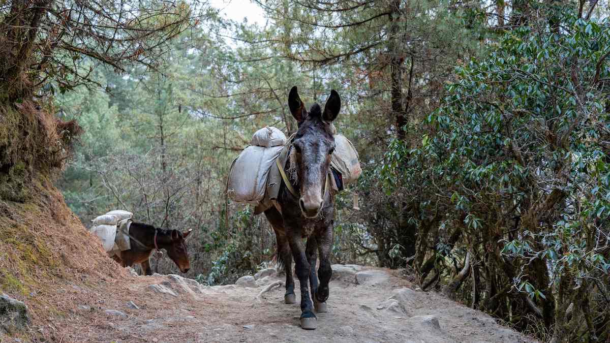 MoCoFireWire's tweet photo. With a vast majority of roads in North Carolina impassible by vehicle. How do you travel or transport goods? Mountain Mule Packer Ranch has a solution. This dedicated team and their trusty mules are the answers to lots of peoples prayers. They are delivering food, water, medicine, and other essential goods to families that have no where to go and no means of travel. 

We continue to pray for everyone that is being affected by this disaster and those who are volunteering their lives to help those in need ♥️