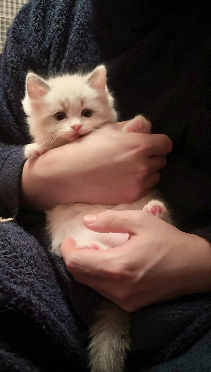 猫狂い人 tweet media