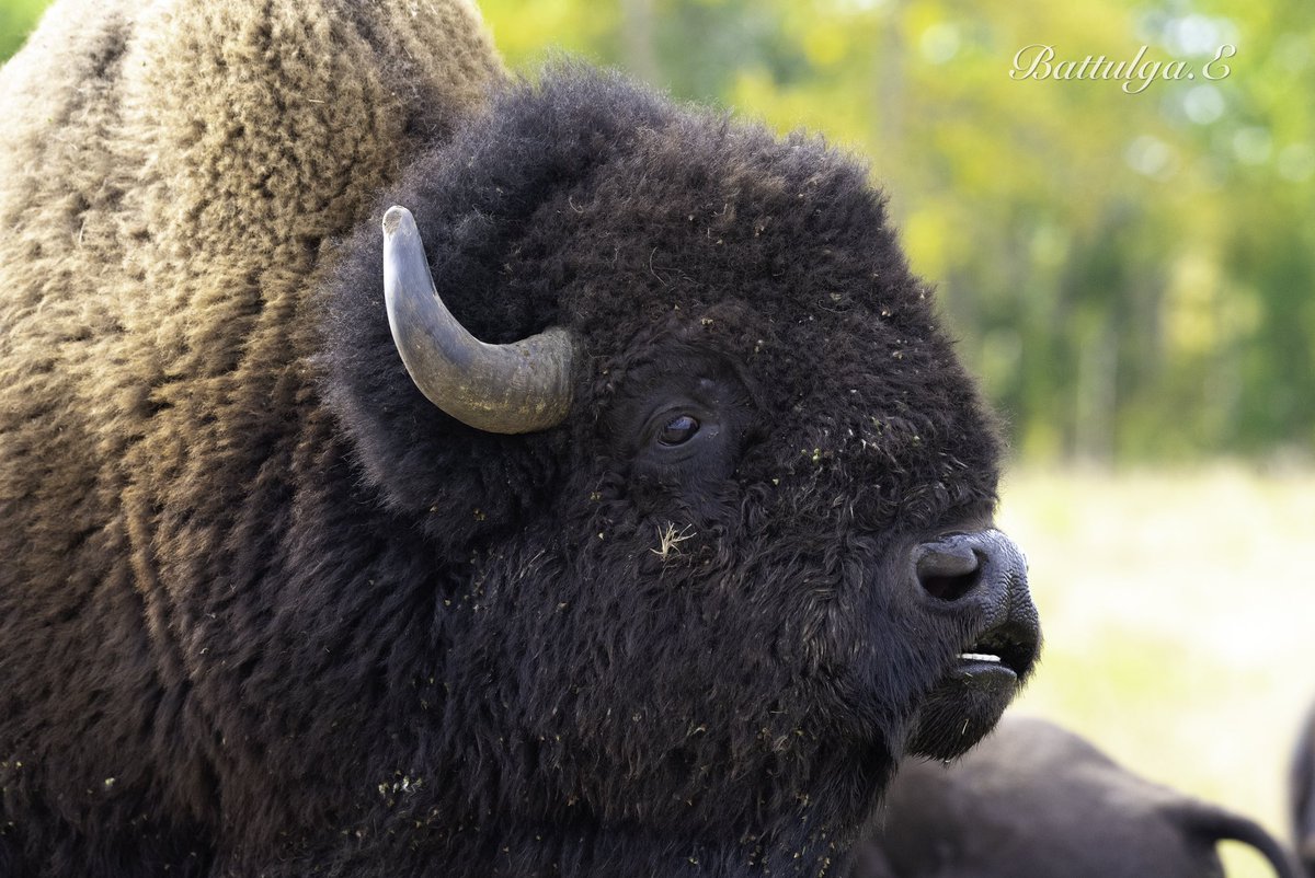 Хойд Америкийн зэрлэг бизоныг 19-р зуунд 50 саяаас 1091 болтол нь устгасан ч буцаан амжилттай нутагшуулжээ. Одоо зэрлэгээр нь АНУ-д Yellowstone, Канадад Elk Island-д харж болно. Зэрлэг бизонууд.