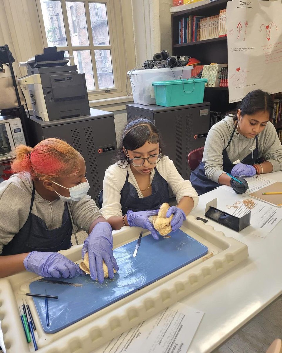 CIOBCitywide's tweet photo. It’s Brain Dissection Week in Neuroscience at #ForsythSatelliteAcademy! 🧠 Students are diving deep into hands-on learning with this fascinating exploration of the brain. Have you ever dissected one? 😬🔬 #Neuroscience #HandsOn #STEM #BrainDissection @NYCSchools @ruxdanika https://t.co/LNKMnnohkk