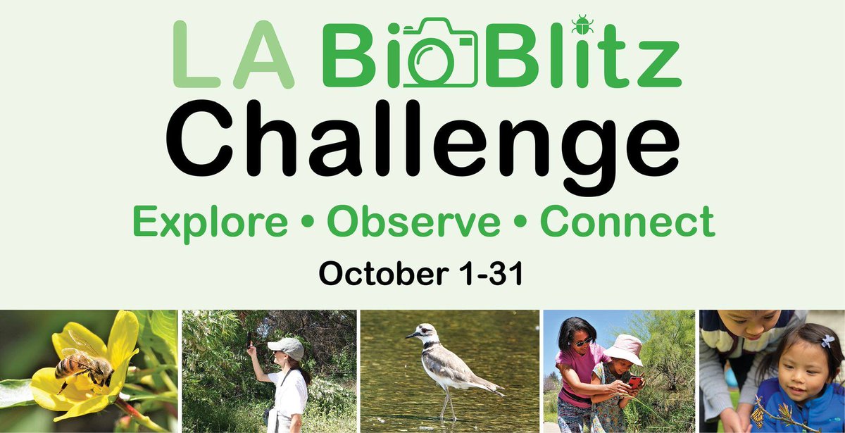 palisadeslapl's tweet photo. Join the #LABioBlitz Challenge October 1-31 to help protect and support wildlife in Los Angeles. Crowdsource photographs of animals, insects & plants in your neighborhood. https://t.co/vrvX1RVtC4 https://t.co/a2JgLgJ07A