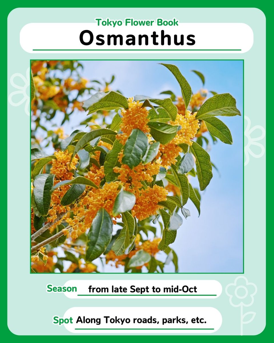 Tokyo_gov's tweet photo. #Osmanthus is an autumn tree that flowers from late September to mid-October in #Tokyo, filling the air with its sweet fragrance.
You can find osmanthus at Akirudai Park, Zenpukuji Park, and Nakagawa Park, and along major roads!
#TokyoFlowerBook https://t.co/EKAnqOr7JE