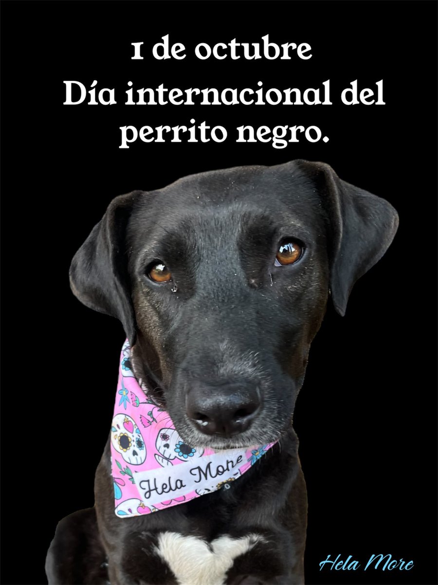 Hoy es día internacional de los perritos negros.🐕‍🦺
De los más rechazados,de los menos adoptados.
¡No los discrimines! 
Nabi en foto 🐾