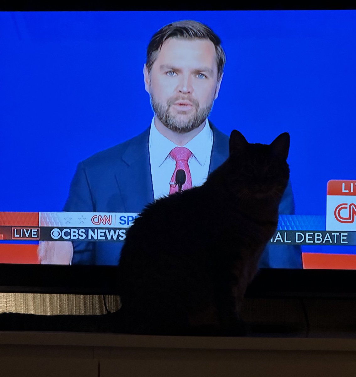 ida_skibenes's tweet photo. India waiting anxiously to hear the latest news on what’s happening in Springfield https://t.co/mNOGCfnnnK