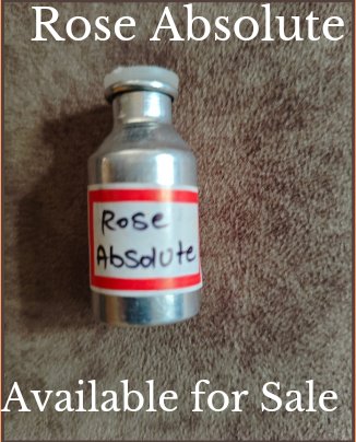 helpfarming's tweet photo. Export Quality Rose Absolute Available for Sale https://t.co/DZMO00tEk0