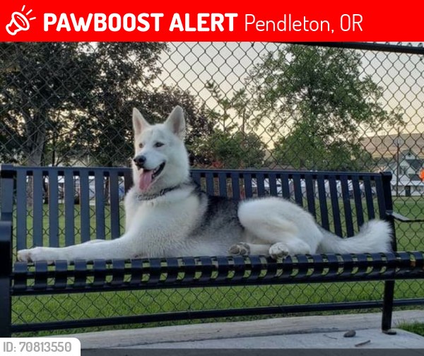 Malachi is still missing from Pendleton, Oregon, and there is now a $1,000 reward for his safe return. PLEASE share. He is a large 100 lb Malamute, Neutered, and Microchipped. Thank you for RT-ing. #dogs