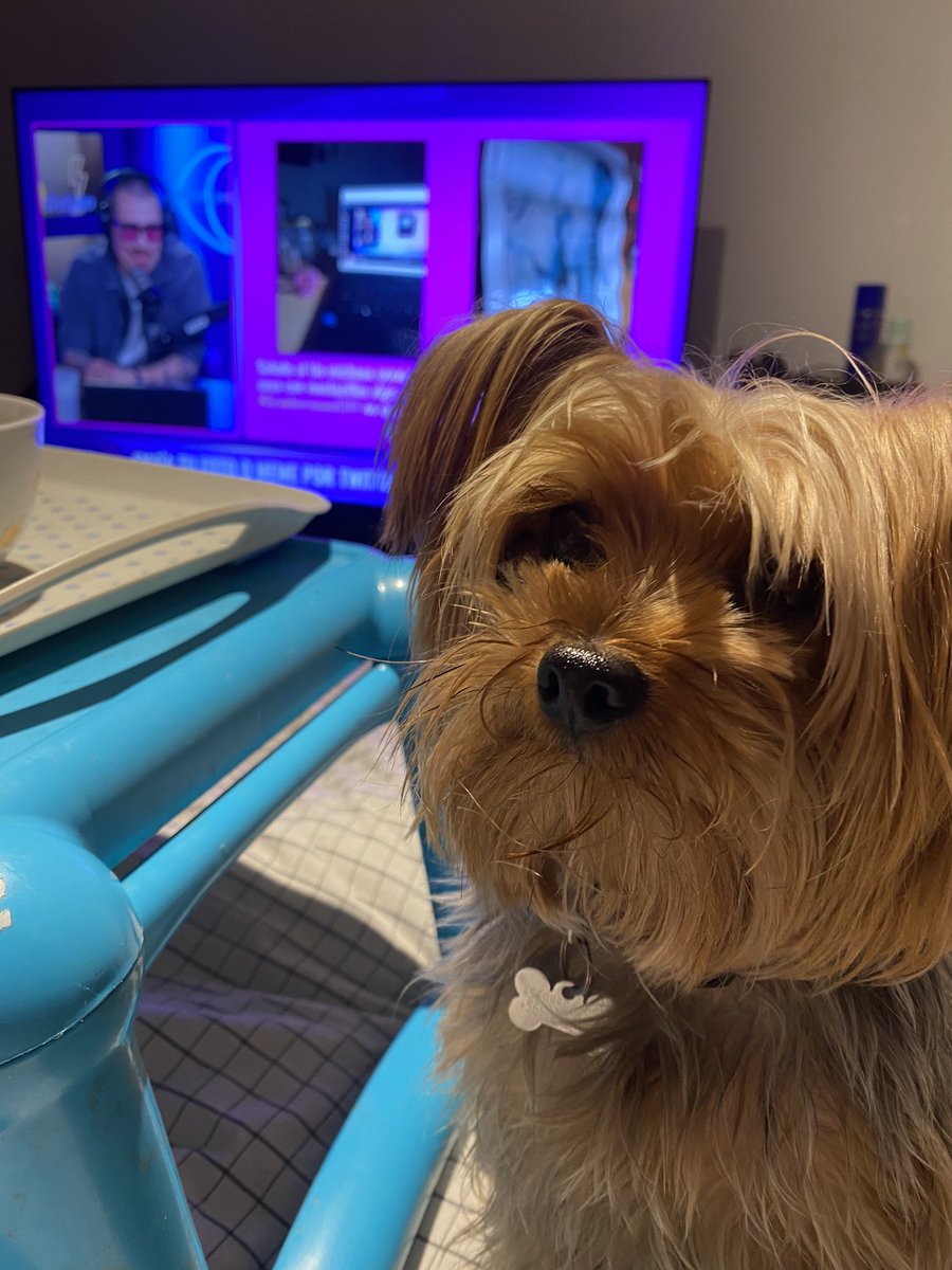 lafransasso's tweet photo. @ClaudioMichaux Acá con el perrito que se rehusa a ver a los filomenos. #GranHermanochile #GranhermanoCHV ya te sentimos parte de la family jajaj. https://t.co/NzNVZ5RDTJ