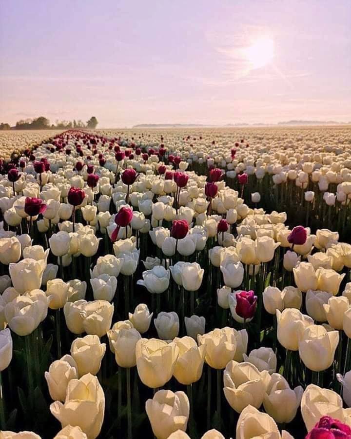 RincnCuriosoo's tweet photo. Hermoso jardín de tulipanes en Holanda🌷 https://t.co/uZLUPD9Oi4