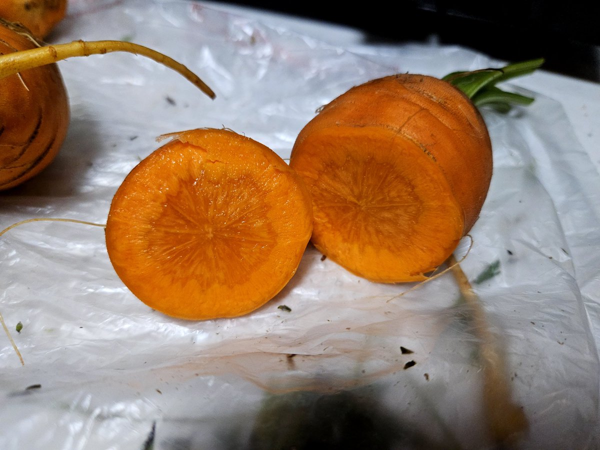 _Rosey's tweet photo. i thought these were golden beets at the farm but they're just weird shaped carrots top 10 anime betrayals!!! https://t.co/5c9skoudMk