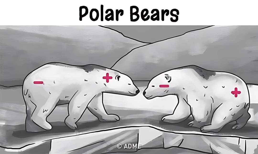 Polar 🐻