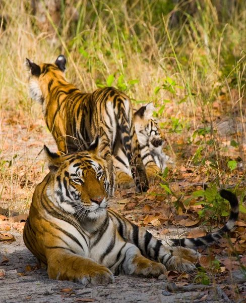 Good morning X-Friends…Happy Wednesday ☕️🌼🌾🍂🐯🐯🐯🧡🤎

#WednesdayMotivation 🌼 #CoffeeTime ☕️ #AnimalLovers 🧡 #StayPositive 💐 #PeaceAndLove 🕊️