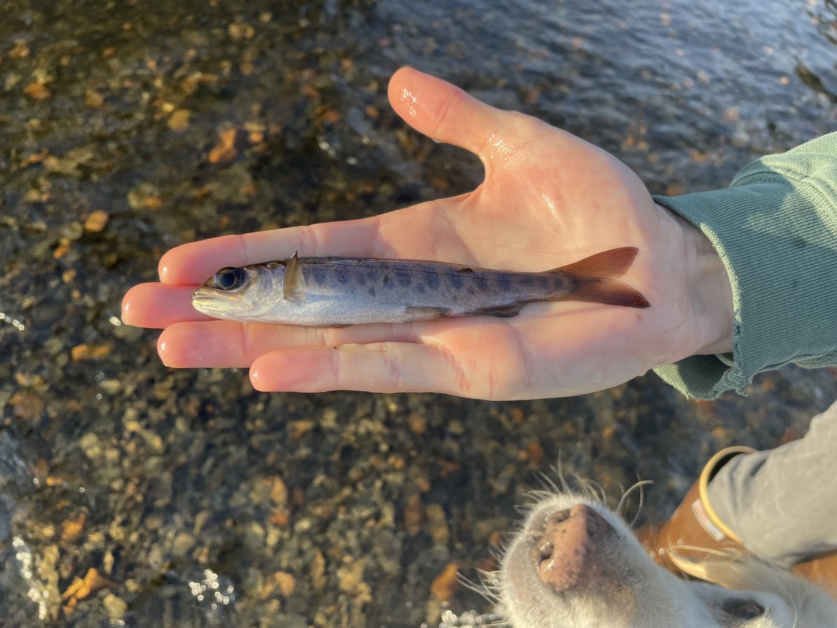 Matt Cheng tweet media