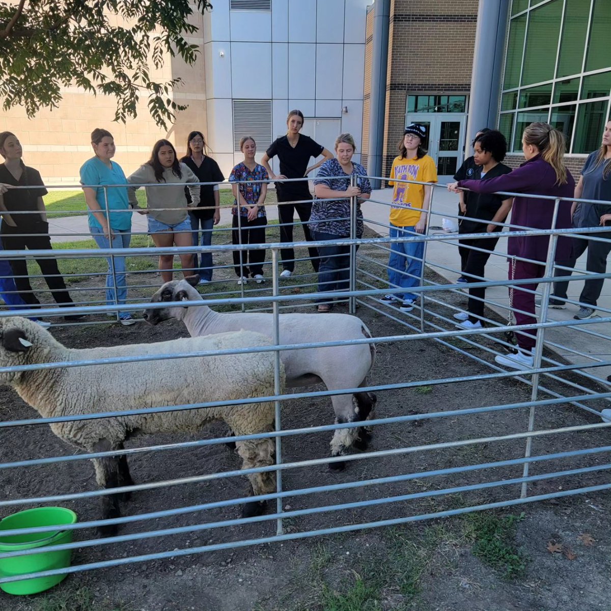 It was a fun day in Vet Medicine class. These two sheep got to be in the lesson. They were sheared by students and were better able to see their body structure. #HCTCready #EMSproud