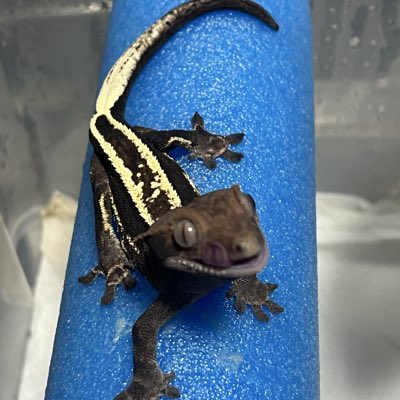 #新しいプロフィール画像