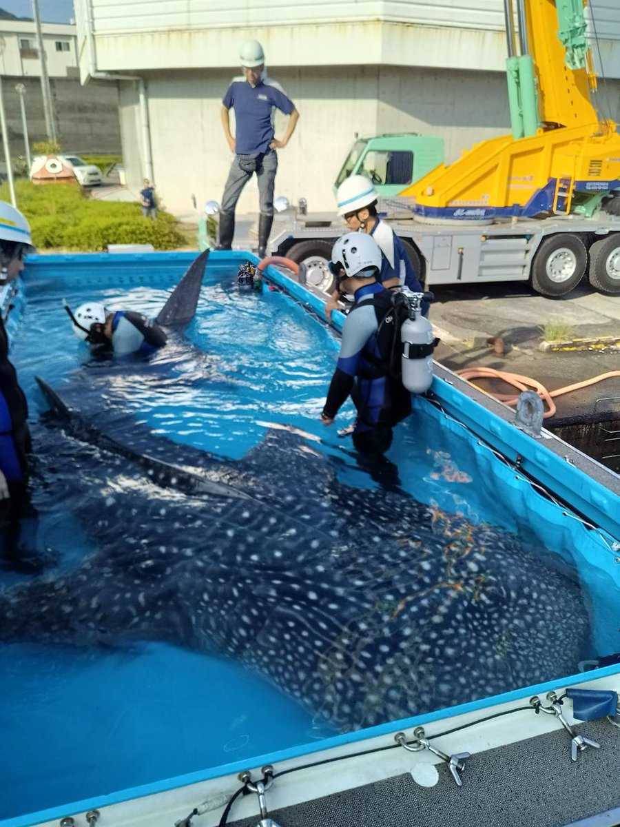 大阪・海遊館 tweet media