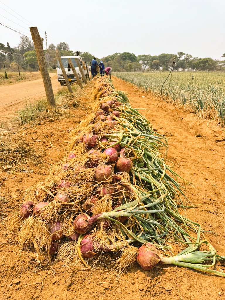 Red Onion 
Hardness and skin firmness in onions crucial for both the farmer and retailer. Shani, the red onion. 
#mudumenwemari