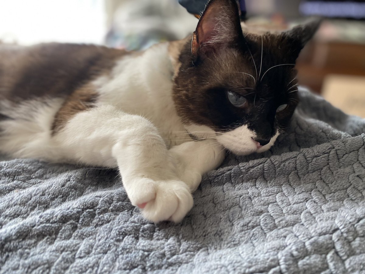 kelly2819's tweet photo. I’m checking to see if the cooler weather is on its way…it’s H-O-T today 🥵!

Oh, and Happy October 1st 🧡!!

@tippyandmerle 

#Tuesday #ToeBeanTuesday #HelloOctober #ItsHotToday #CatsOfSanFrancisco #SnowshoeSiamese #CerebellarHypoplasia #WobblyCat  #AdoptDontShop #TippyAndMerle https://t.co/7pyNaDmL3s