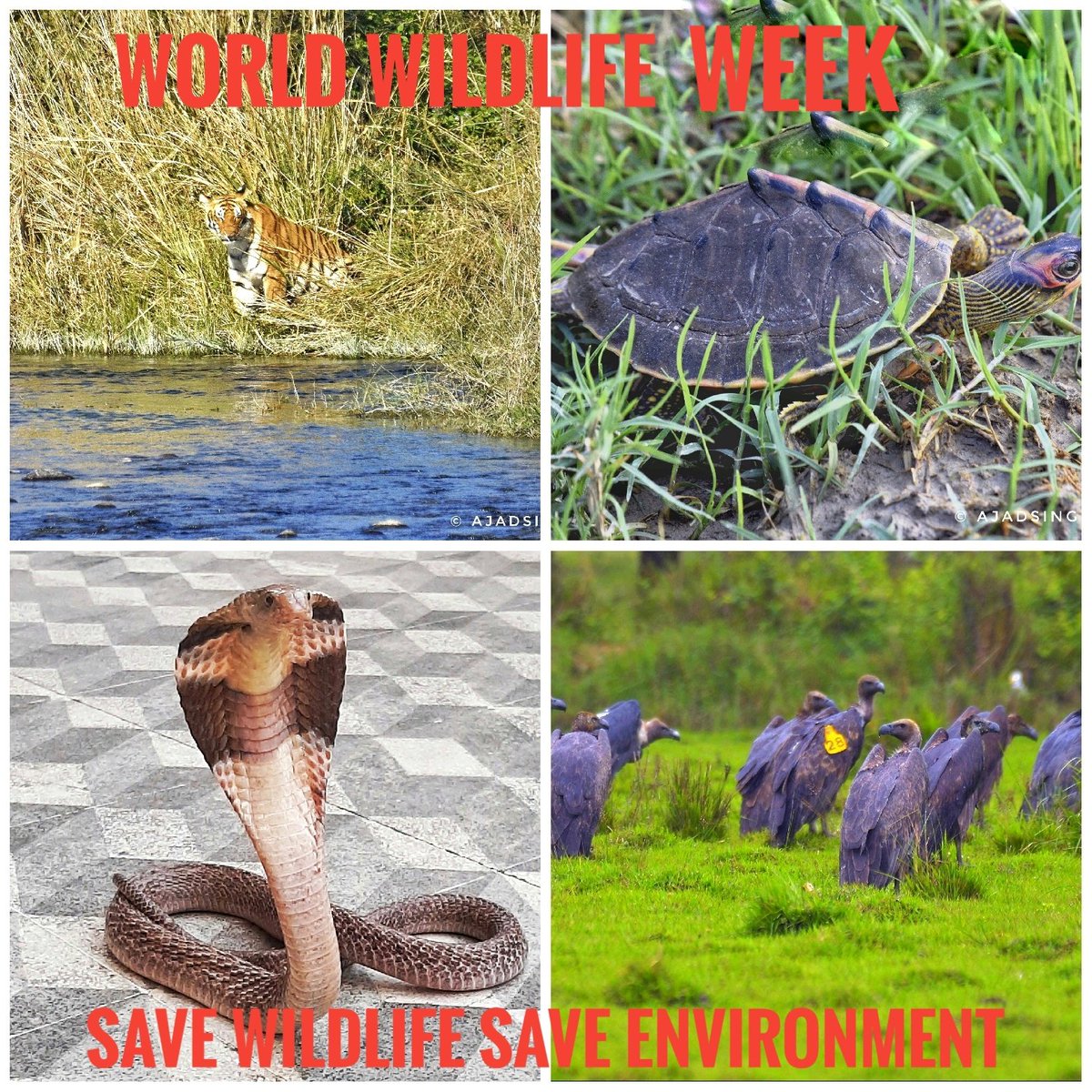 ajadsingh's tweet photo. Congratulations #wildlife_week 2024
Wildlife Conservation Through Coexistence
#वन्यजीव सप्ताह 2024 की शुभकामनाएं
आइए हम सभी मिलकर अपने पर्यावरण को स्वस्थ एव��� सुन्दर बनाएं।प्रकृति में हर प्राणी को अपना जीवन जीने का पूरा अधिकार है। https://t.co/xnoZvsQsnr