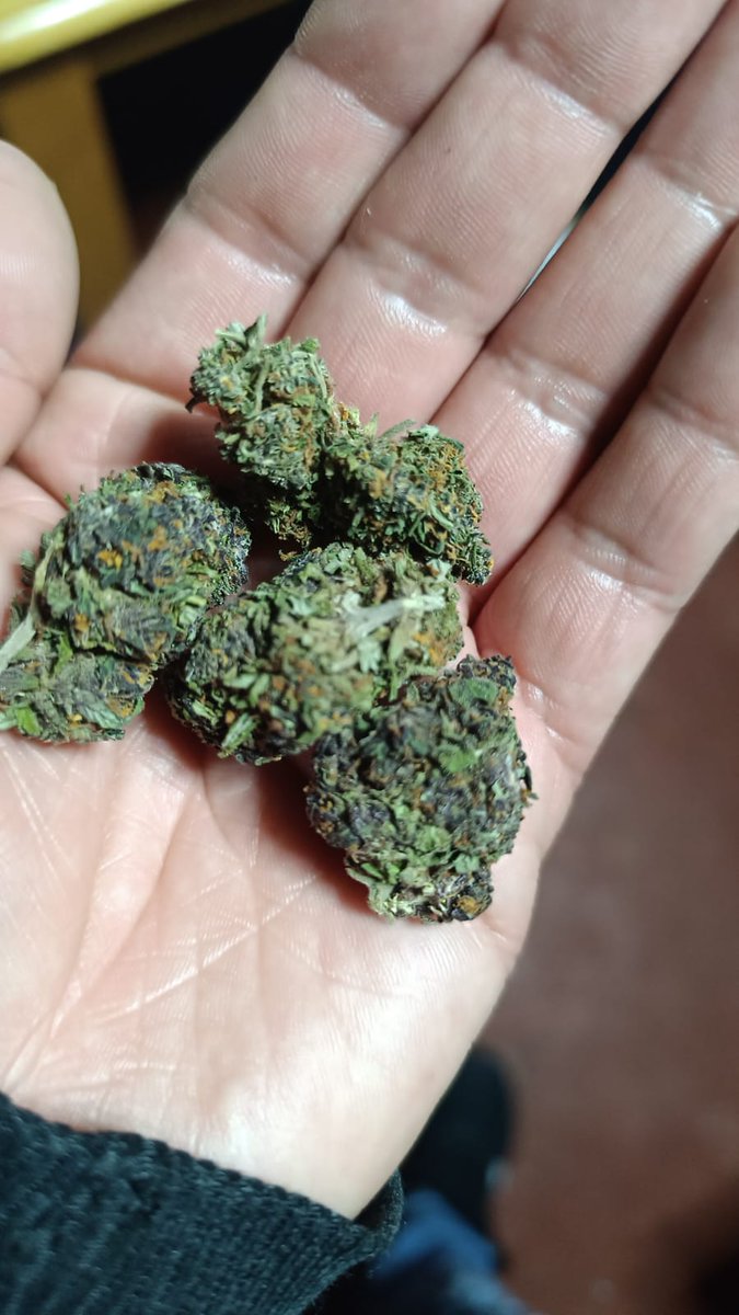RealBabyKush's tweet photo. Lo nuevo ! 
🥵🥵🥵
Gorilla 
Envios a todo Cdmx 
Manda Dm https://t.co/J5s6csF4Go
