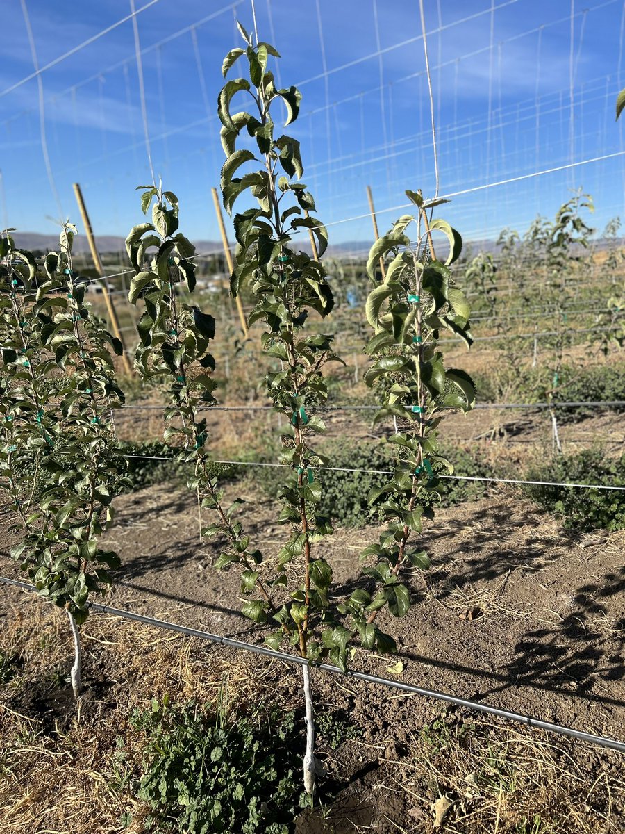 wateruno's tweet image. The debate is stealing the light. But, as the #climatecrisis accelerates, it is encouraging that #biochar incorporated in soil at the time of planting looks good at the 5 month mark since planting! Thanks to #Tilth and #Qualterra for support! The research continues!