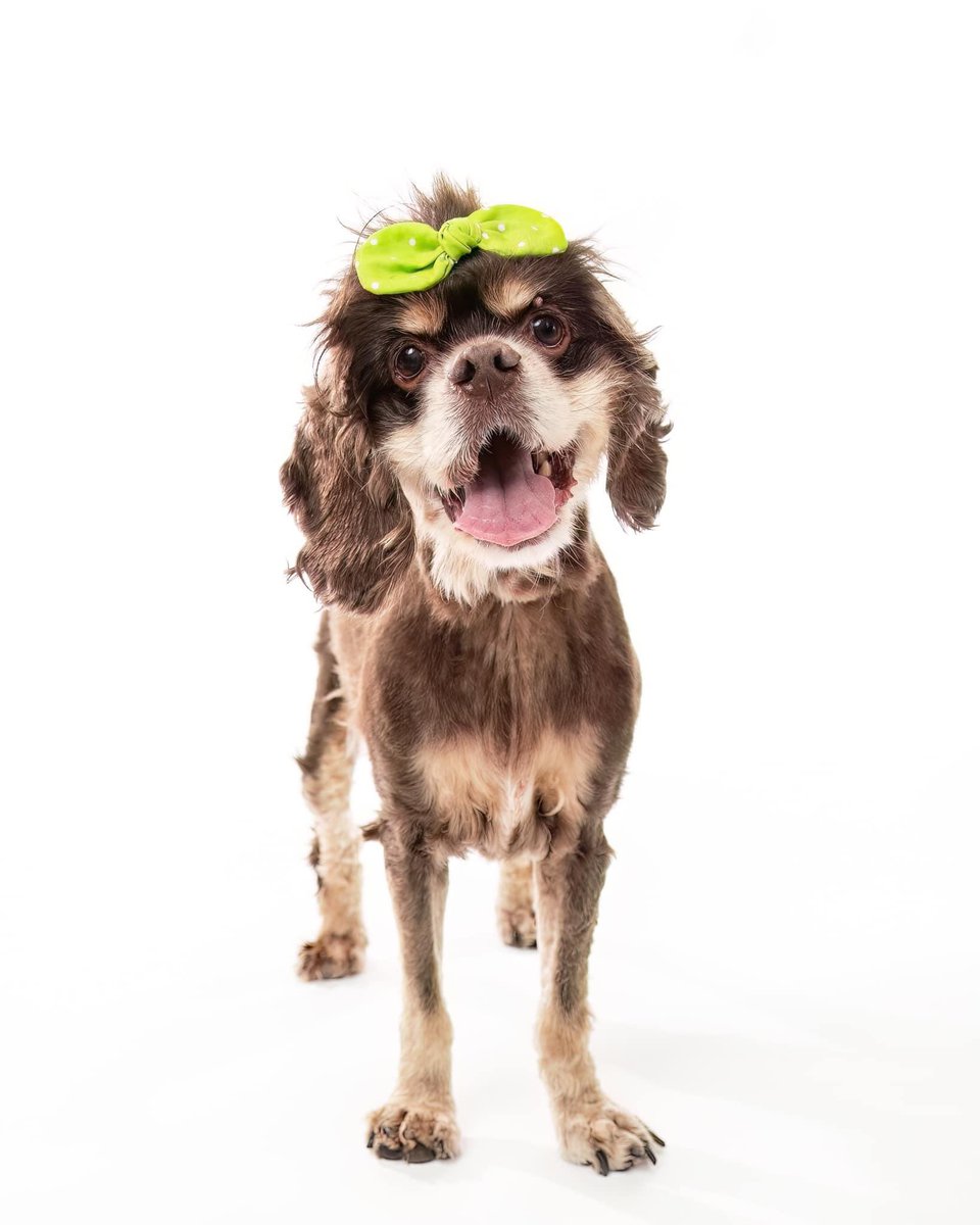 Faye is a sweet 13-year-old brown cocker spaniel, devoted and resilient, found guarding her late owner.

Despite her past, Faye is a friendly and sociable girl who thrives in the company of other dogs and is always ready to be the life of the party.

dallaspetsalive.org/pet/faye-ii/