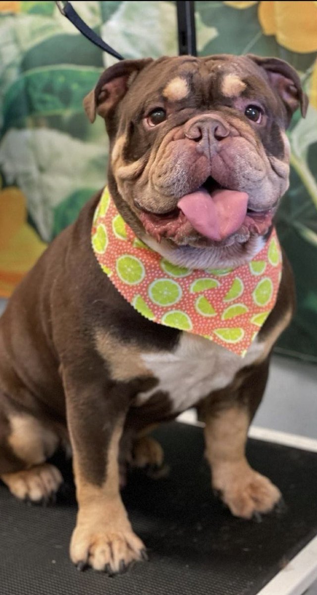 LaruesCrew's tweet photo. So very many young &amp; Healthy Bullies becoming displaced as of late ( more than ever ) 
Life stresses are tearing family’s apart …these little ones suffer too . https://t.co/4Oyy4xufat