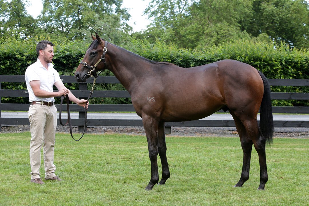 KarakaChat's tweet photo. An incredible G2 Hawke’s Bay Guineas finish saw a Karak-ing quinella 🏇🏻🏆🎉
#Savaglee (NZ) (Savabeel) took the deserved win, even after being posted three wide the trip 🥇😮💨👏🏻
Purchased by the @OaksStud for $400,000 from @WaikatoStud’s Karaka 2023 draft. 🧑⚖️💥
#SoNaive (NZ) (U S Navy Flag) was runner-up after a nail biting photo finish 🥈
Congrats to all connections! 🥳
#WhereWinningBegins✨