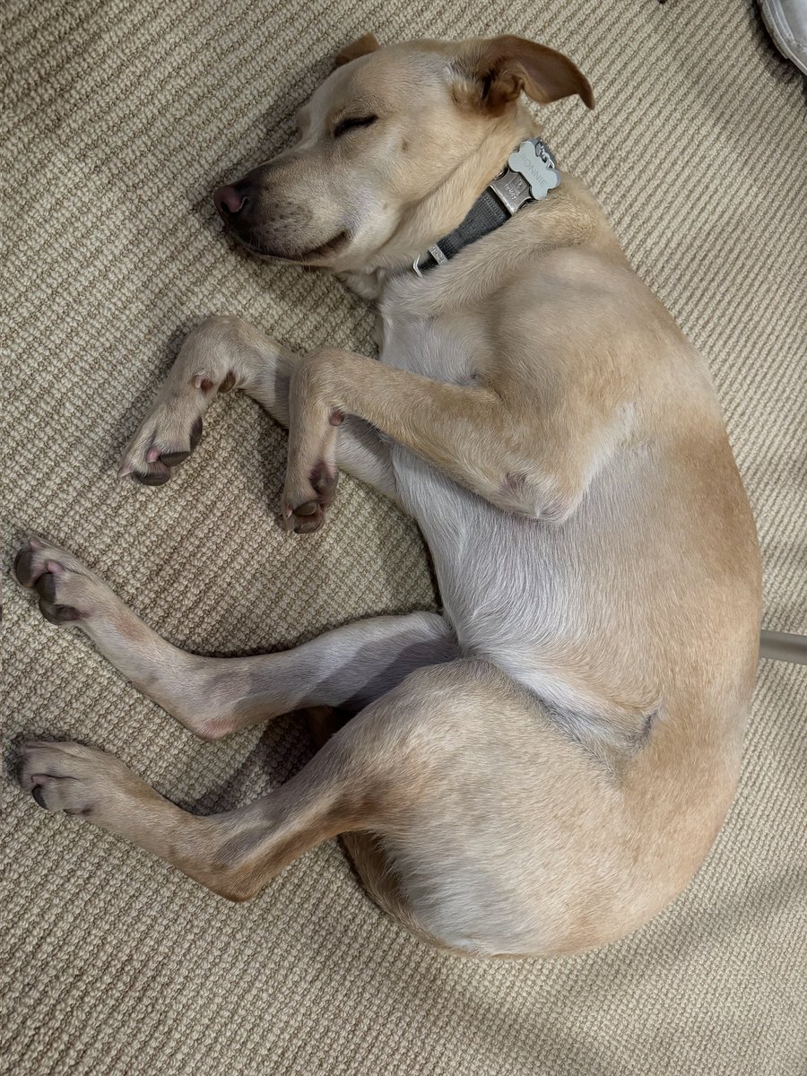 Our Ronnie sleeping during Walz rambling responses.