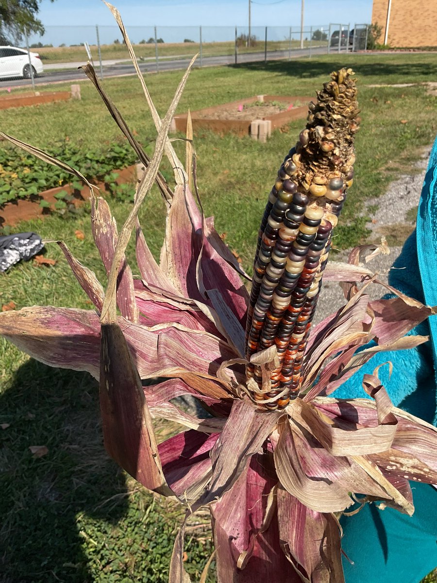 Lindsey Mueller(she/her) tweet media