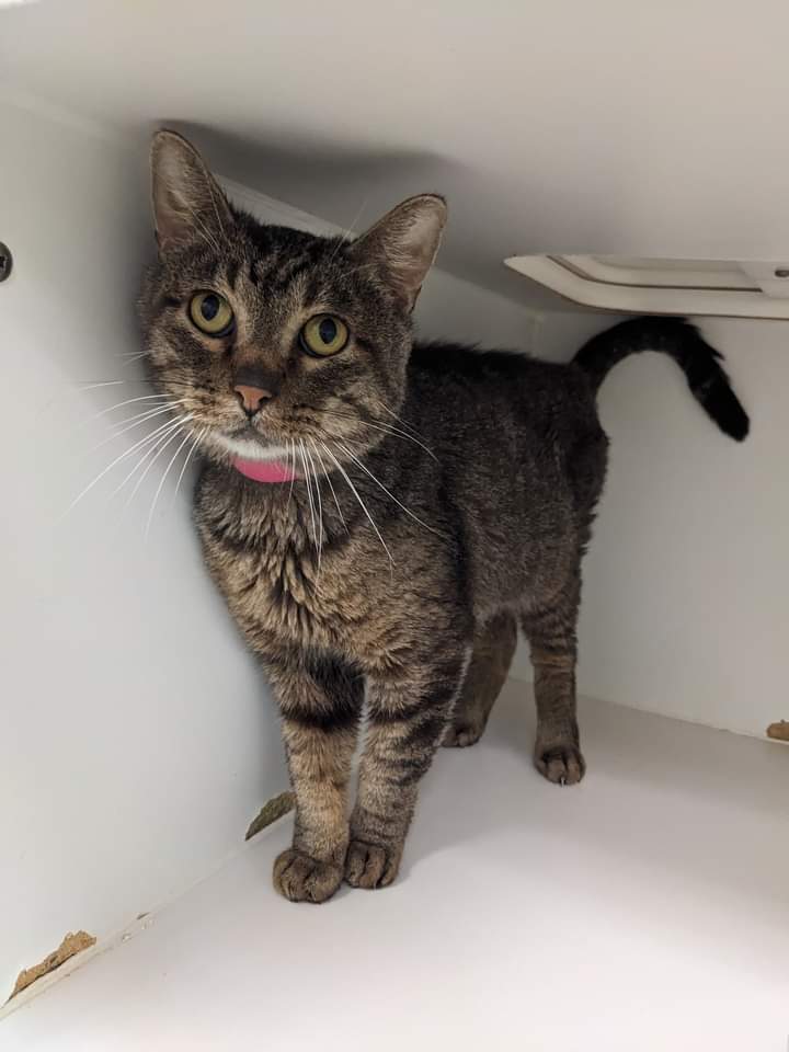 Cake 🍰 tweet media