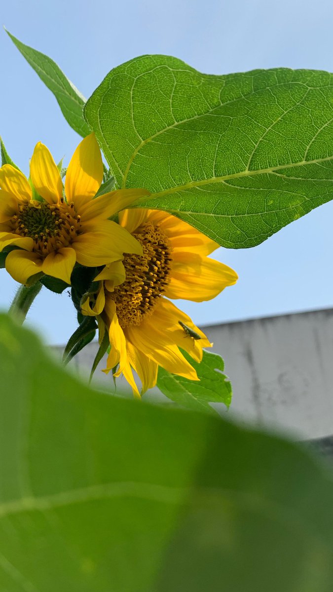 paleyeah's tweet image. Mereka hadir lagiii🌻