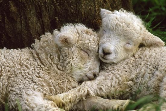 comfortsheeps's tweet photo. 🐑🫂 https://t.co/RcLTieRog2