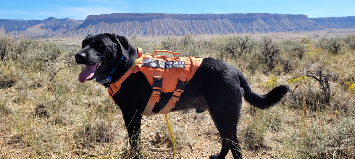 AquaDetection's tweet photo. 🐾 Happy 4th Birthday to our amazing K9 Water Leak Detection superstar, Jubel! 🐕💧Another incredible year, Jubel has been helping sniff out water leaks and save precious resources with that incredible nose! From rural fields to city streets Jubel’s nose is amazing 💙 https://t.co/j7vqbNN22m