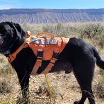Photo by Aqua-Terra.Dog Canine Water Leak Detection (@AquaDetection)