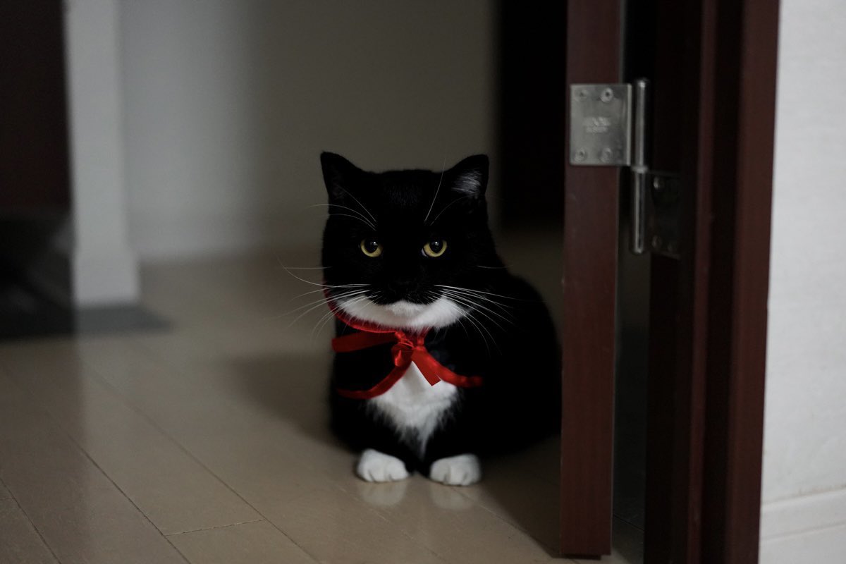 unicouniuni3's tweet photo. ぼく、ドラキュラ。

I'm a vampire :3 https://t.co/Ikj7luzt3V