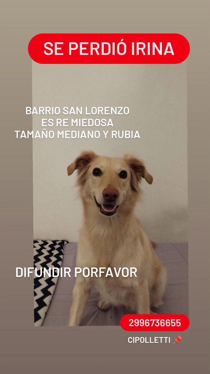 anasalvaa1's tweet photo. @PaMiguelangelpa Hola Miguel! Se perdió mi perra Irina! Estamos desesperados es muy miedosa y no suele salir de casa.
Ayúdame a difundir porfavor!
Barrio san Lorenzo, Cipolletti 
Tamaño mediano
Rubia 
Sin collar https://t.co/qUEOzhHHMn