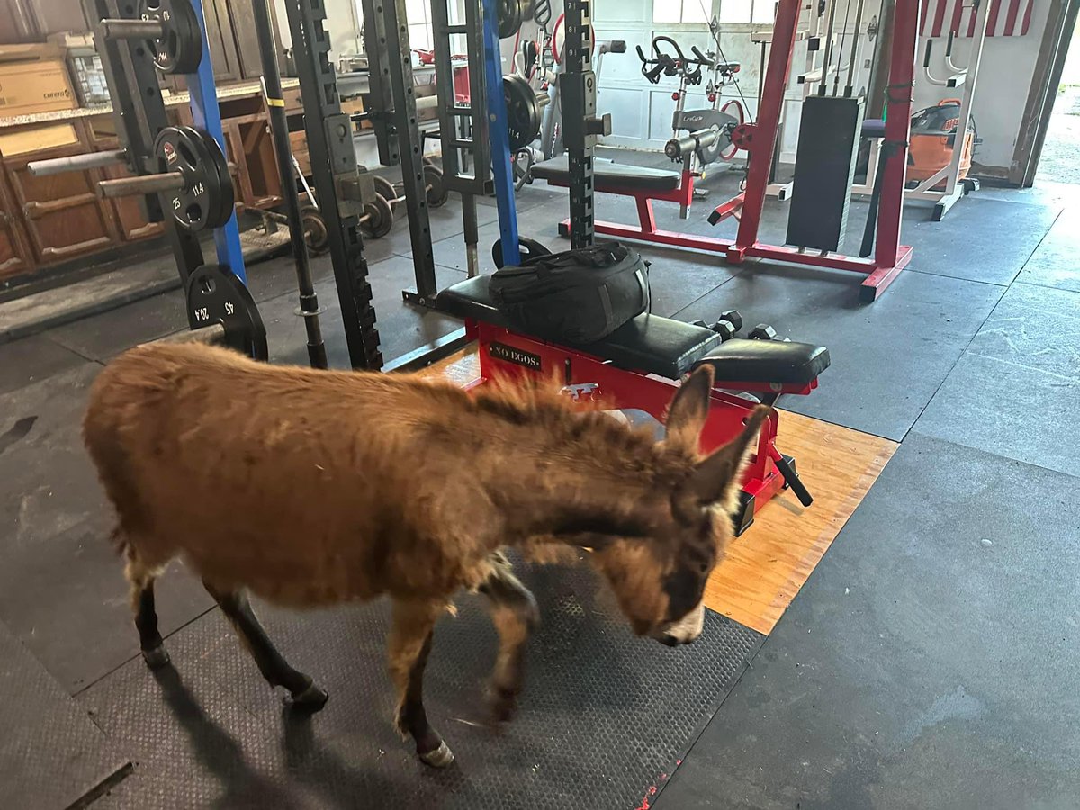 No matter how hard life hits you, I always remember, a mini donkey walks in my home gym. #EllieMae