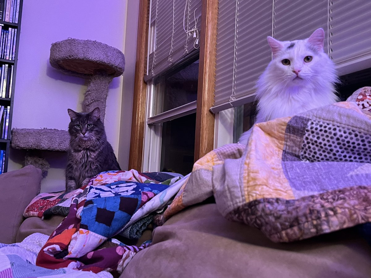 A Cat Named Bitches tweet media