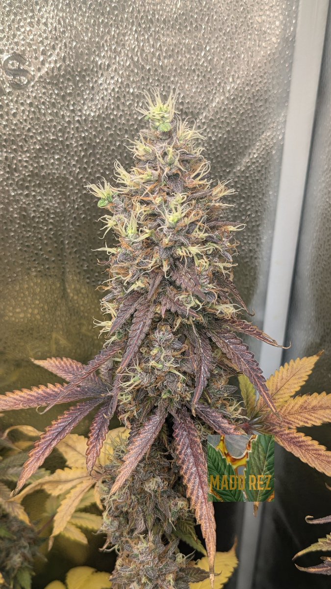 Ice Cream Cake 🍨🍰
Almost thru Week 7 and she is bulking up something fierce 💪💜