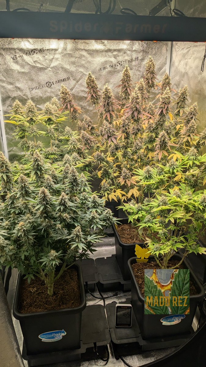 Harvest time for the Ice Cream Cakes is right around the corner 👨‍🌾🌱🍨🍰