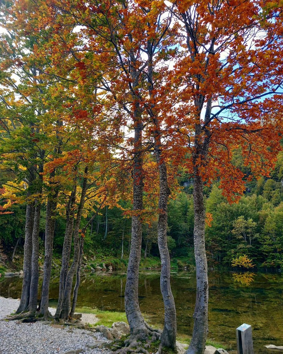 ModenaDintorni's tweet photo. Arriva l’autunno al #LagoSantoModenese 🍂

Dal rosso al giallo, dal verde al marrone: le sfumature autunnali stanno pian piano conquistando i boschi in riva al lago, regalandoci momenti magici da vivere 😍

Ringraziamo Lupa85 per le foto https://t.co/2FoeMoAgir