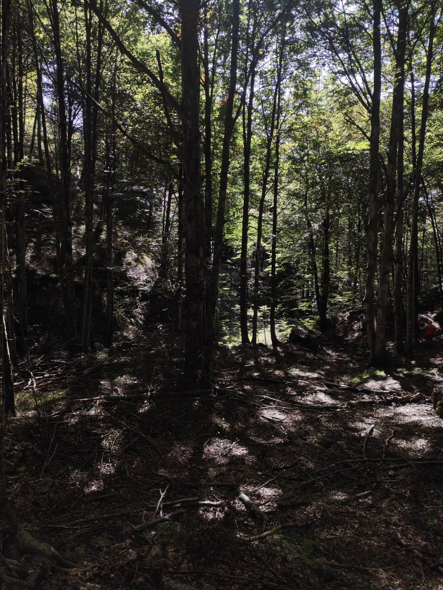 フラ -pesceriso- tweet media