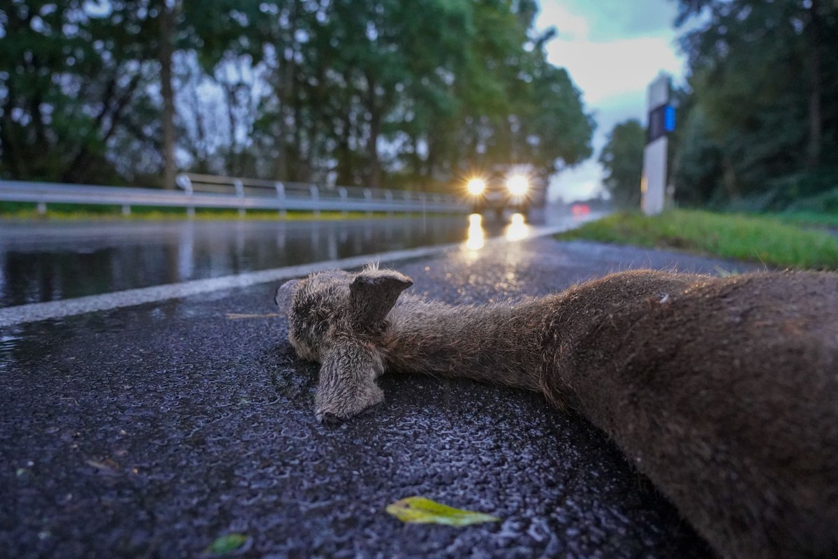 JagdverbandDJV's tweet photo. Autofahrer aufgepasst: In den Herbstmonaten steigt die #Wildunfall|gefahr. Wir geben Tipps, wie sich #Wildunfälle vermeiden lassen und was zu tun ist, wenn es kracht. https://t.co/6esoRwExTP https://t.co/1DdcJc4ksA