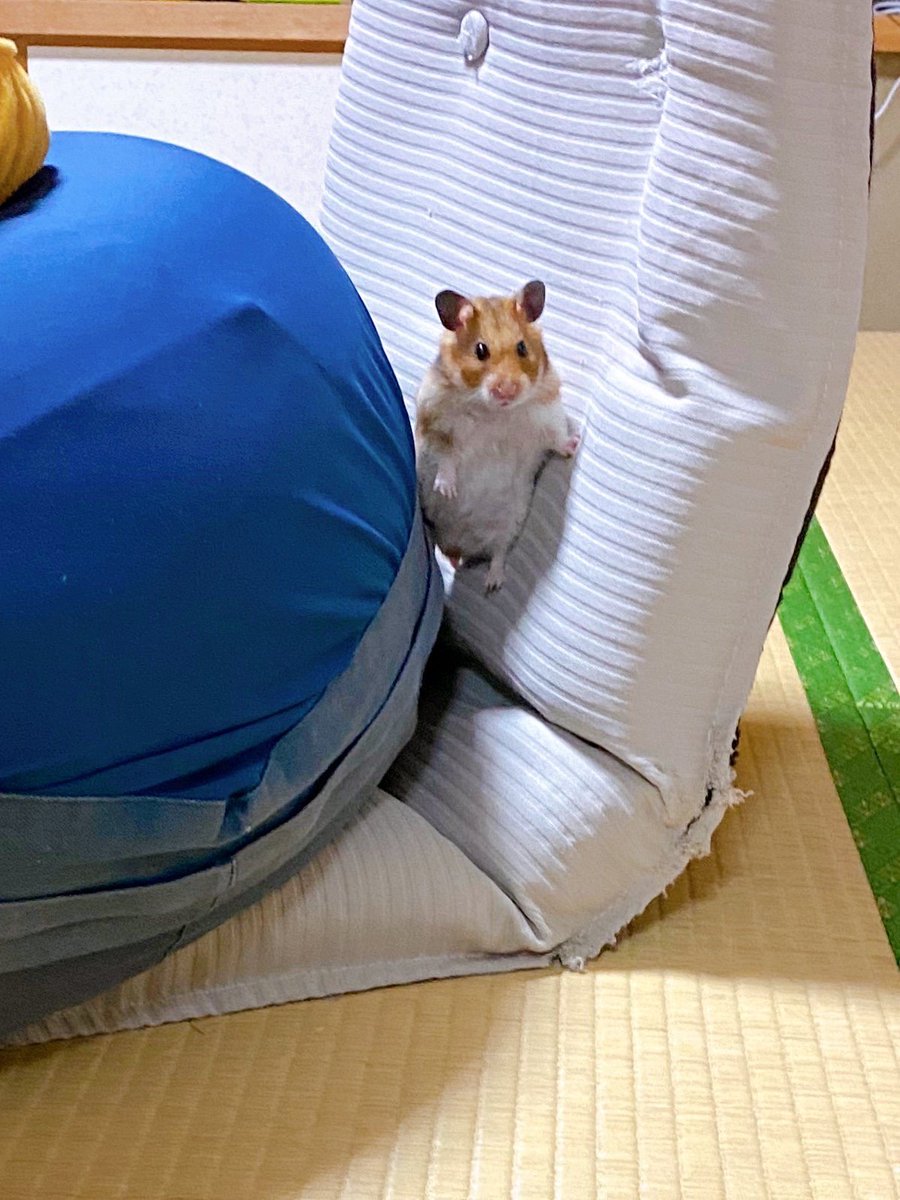 hamuhamustar924's tweet photo. ｼｯ!ｵﾚﾀﾞ!ﾀｽｹﾆｷﾀｿﾞ! https://t.co/eHCbk8yoEu